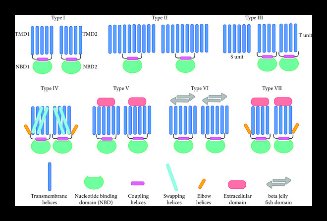 Meta-Analysis of the Expansion in the Field of Structural Biology of ABC Transporters.