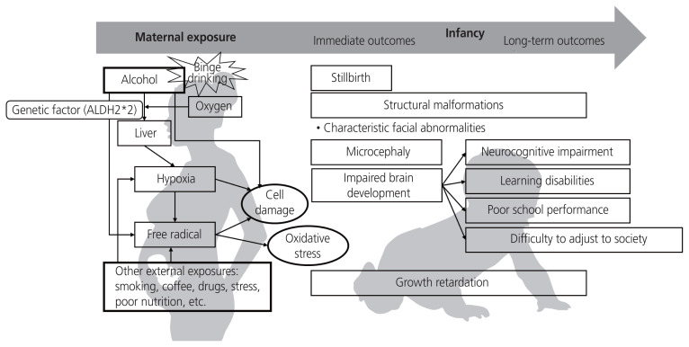 Prenatal maternal alcohol exposure: diagnosis and prevention of fetal alcohol syndrome.