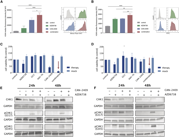 Perturbing DDR signaling enhances cytotoxic effects of local oncolytic virotherapy and modulates the immune environment in glioma.