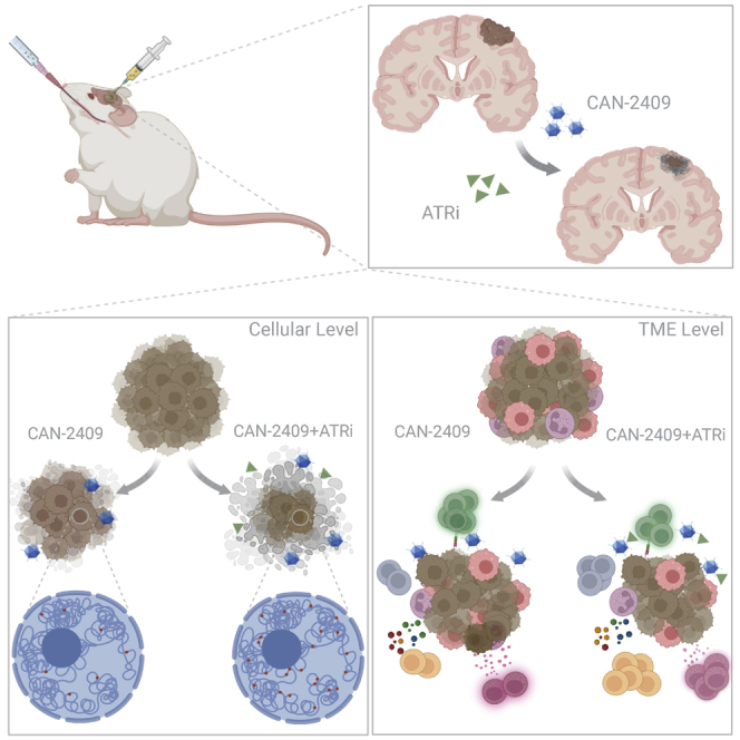 Perturbing DDR signaling enhances cytotoxic effects of local oncolytic virotherapy and modulates the immune environment in glioma.