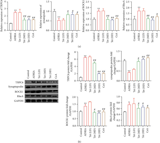 Tetrandrine Attenuates Podocyte Injury by Inhibiting TRPC6-Mediated RhoA/ROCK1 Pathway.