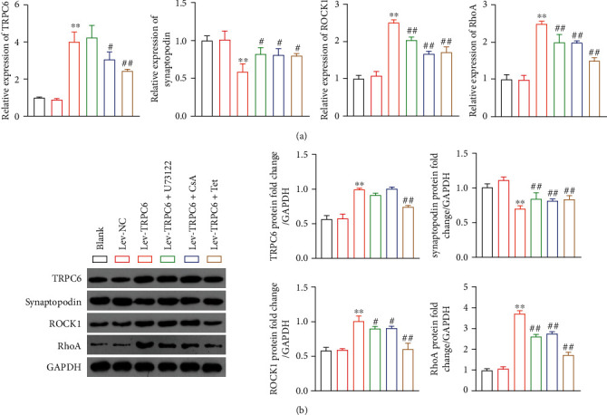 Tetrandrine Attenuates Podocyte Injury by Inhibiting TRPC6-Mediated RhoA/ROCK1 Pathway.