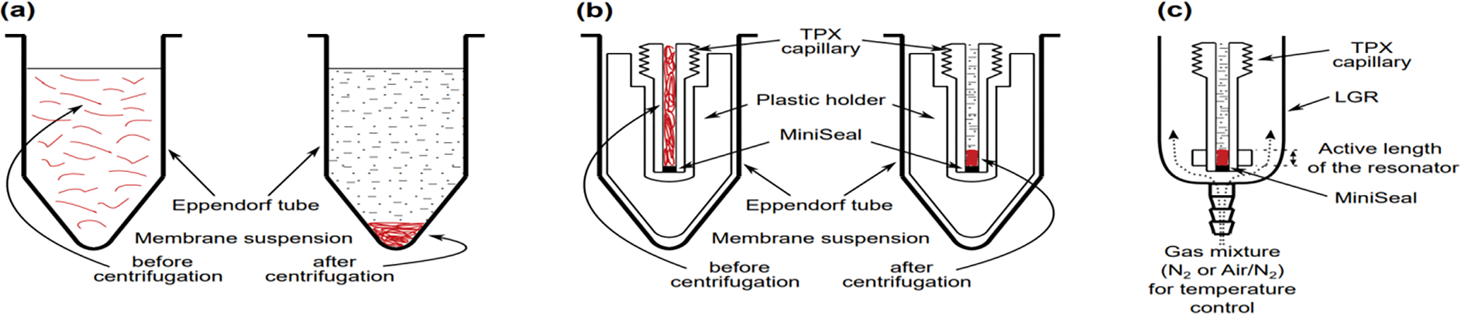 Molecular oxygen as a probe molecule in EPR spin-labeling studies of membrane structure and dynamics.