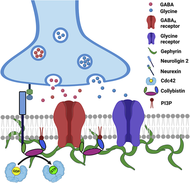 Deciphering the conformational dynamics of gephyrin-mediated collybistin activation.