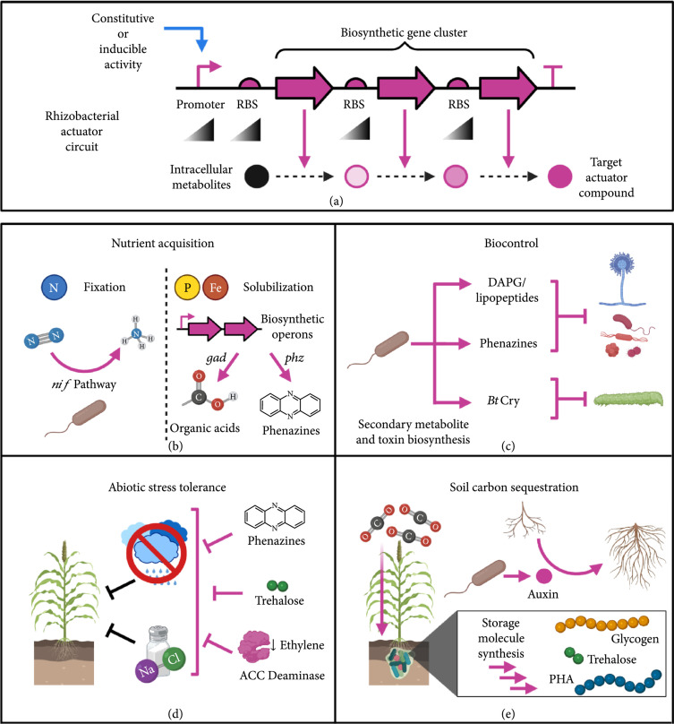 Genetic Circuit Design in Rhizobacteria.