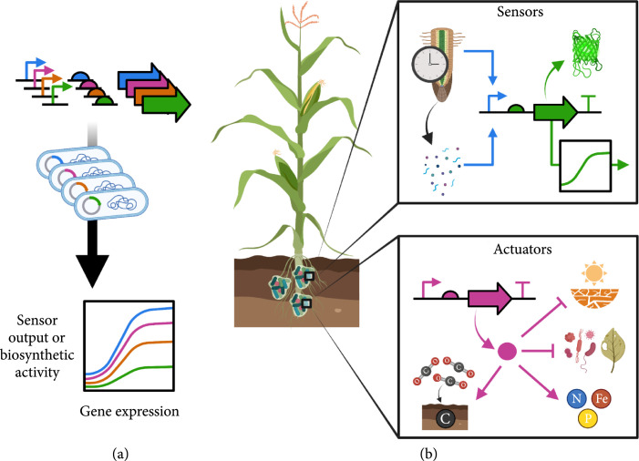 Genetic Circuit Design in Rhizobacteria.