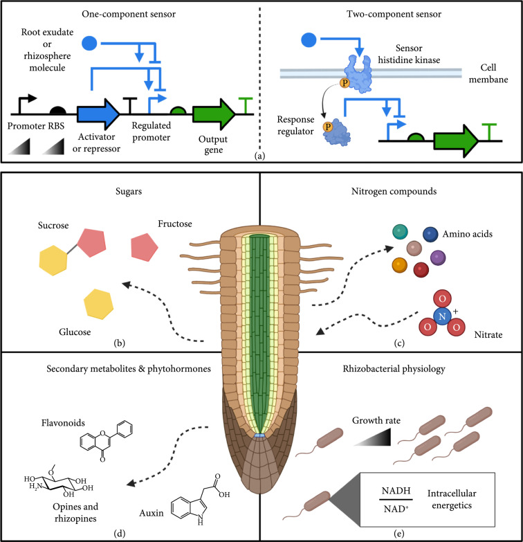 Genetic Circuit Design in Rhizobacteria.