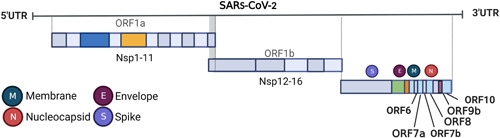 SARS-CoV-2 modulation of RIG-I-MAVS signaling: Potential mechanisms of impairment on host antiviral immunity and therapeutic approaches.