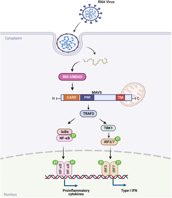 SARS-CoV-2 modulation of RIG-I-MAVS signaling: Potential mechanisms of impairment on host antiviral immunity and therapeutic approaches.