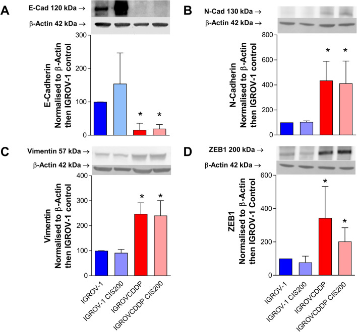 The EMT-activator ZEB1 is unrelated to platinum drug resistance in ovarian cancer but is predictive of survival.