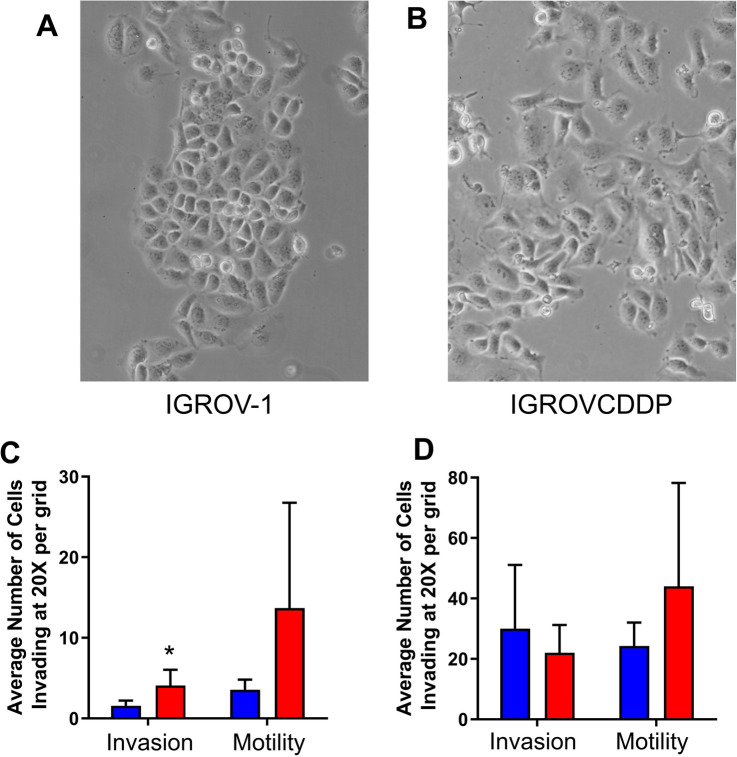 The EMT-activator ZEB1 is unrelated to platinum drug resistance in ovarian cancer but is predictive of survival.