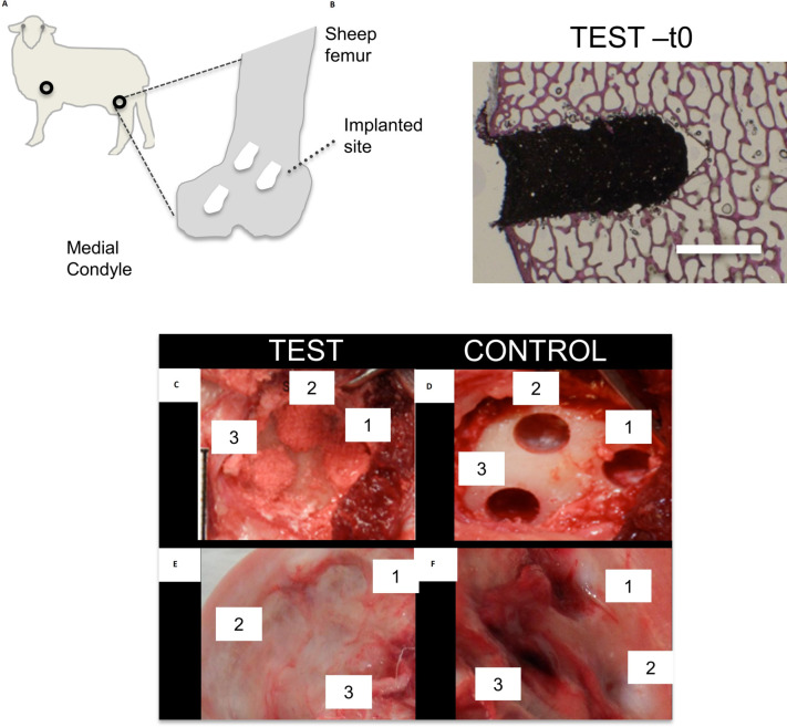 Preclinical safety study of nacre powder in an intraosseous sheep model.