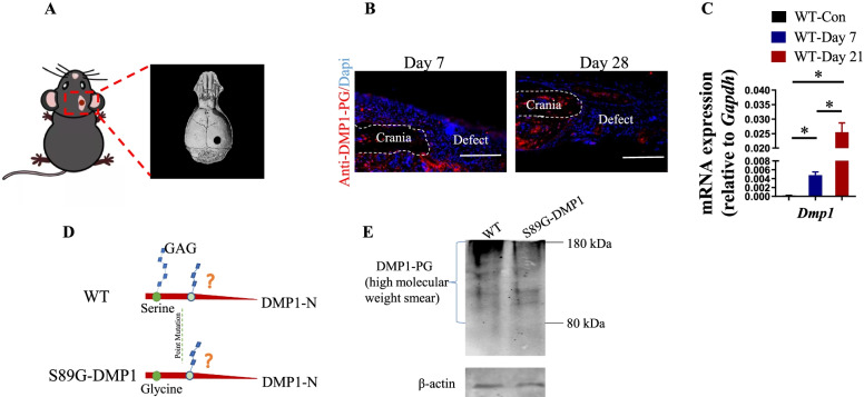 The role of proteoglycan form of DMP1 in cranial repair.