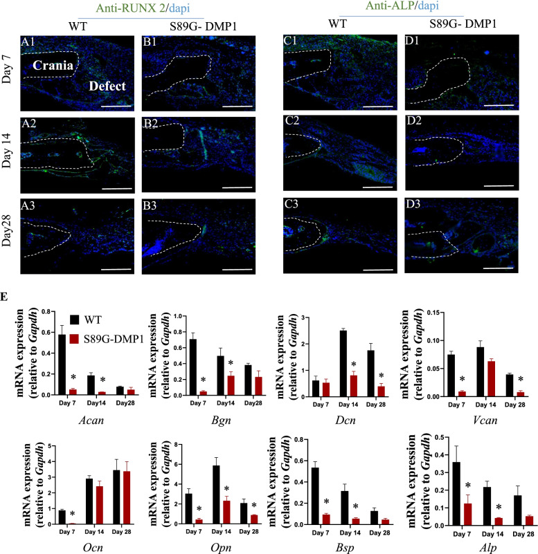 The role of proteoglycan form of DMP1 in cranial repair.