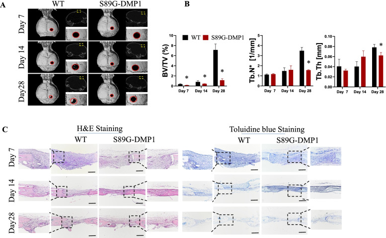 The role of proteoglycan form of DMP1 in cranial repair.