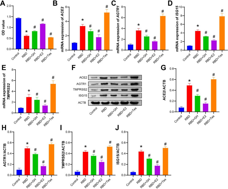 Effects of growth hormone/estrogen/androgen on COVID-19-type proinflammatory responses in normal human lung epithelial BEAS-2B cells.