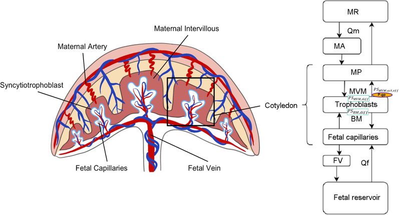 In Silico Modeling for Ex Vivo Placental Transfer of Morphine.