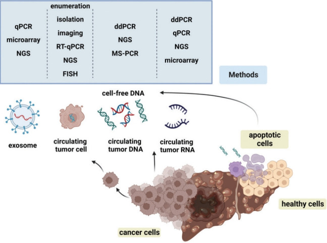 Liquid biopsy for early detection and therapeutic monitoring of hepatocellular carcinoma.