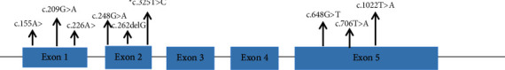 Molecular, Biochemical, and Clinical Characterization of Thirteen Patients with Glycogen Storage Disease 1a in Malaysia.