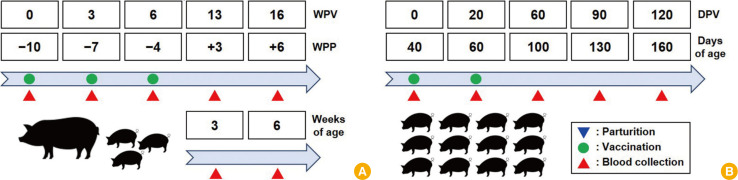 Field evaluation of the safety and immunogenicity of a classical swine fever virus E2 subunit vaccine in breeding and nursery animals on Jeju Island, South Korea.