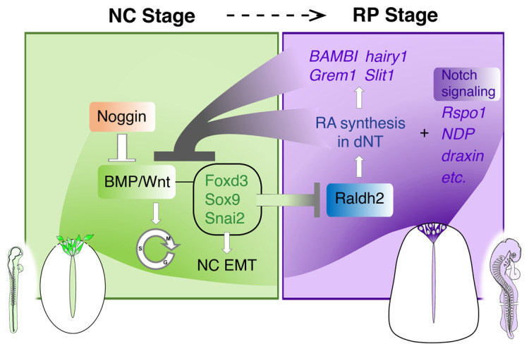 Recent advances in understanding cell type transitions during dorsal neural tube development.