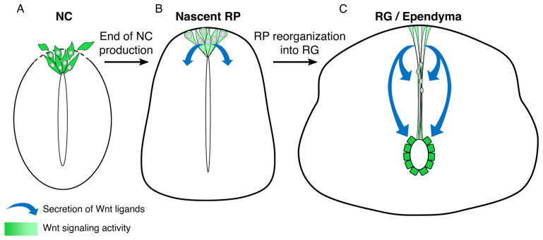 Recent advances in understanding cell type transitions during dorsal neural tube development.