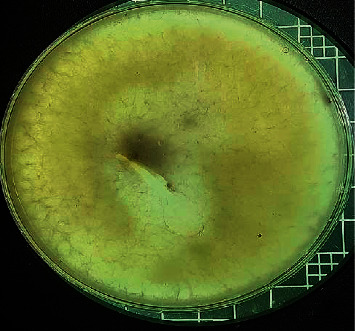 Abstract Image