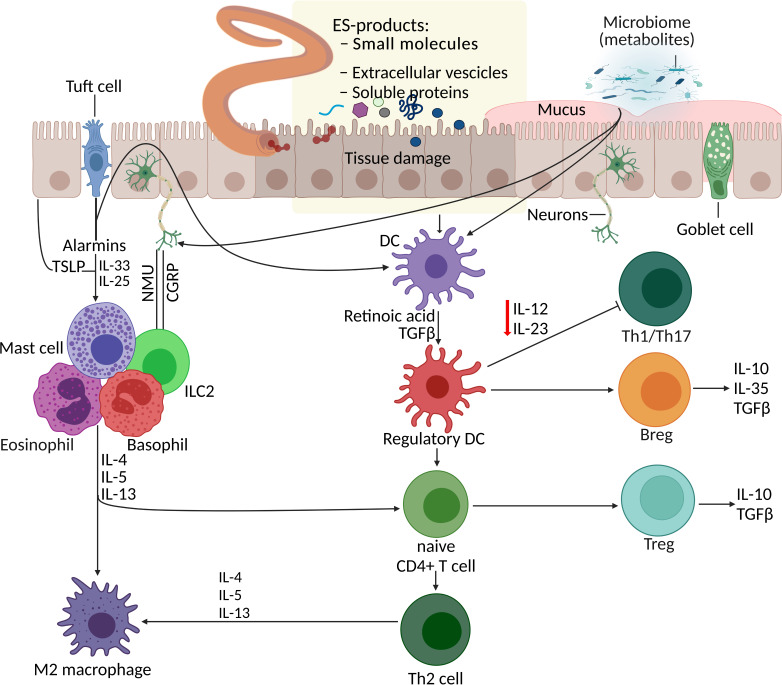 Immunomodulatory and biological properties of helminth-derived small molecules: Potential applications in diagnostics and therapeutics.