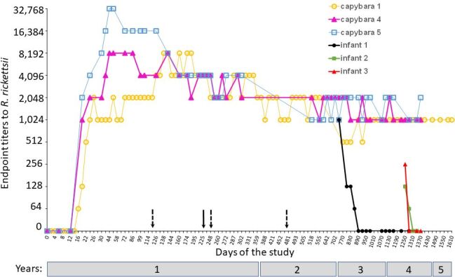 Long-term persistence of anti-Rickettsia rickettsii antibodies in capybaras, with passive transfer to offspring.