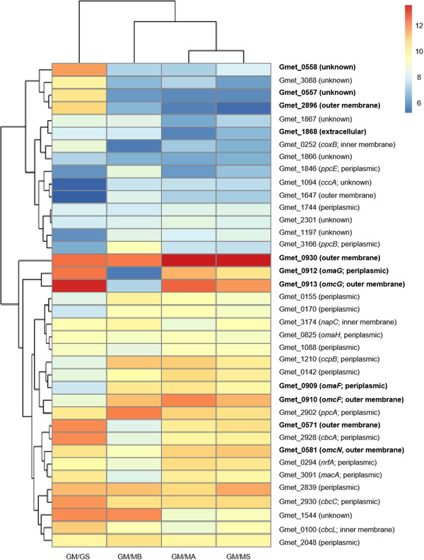 Different outer membrane <i>c</i>-type cytochromes are involved in direct interspecies electron transfer to <i>Geobacter</i> or <i>Methanosarcina</i> species.