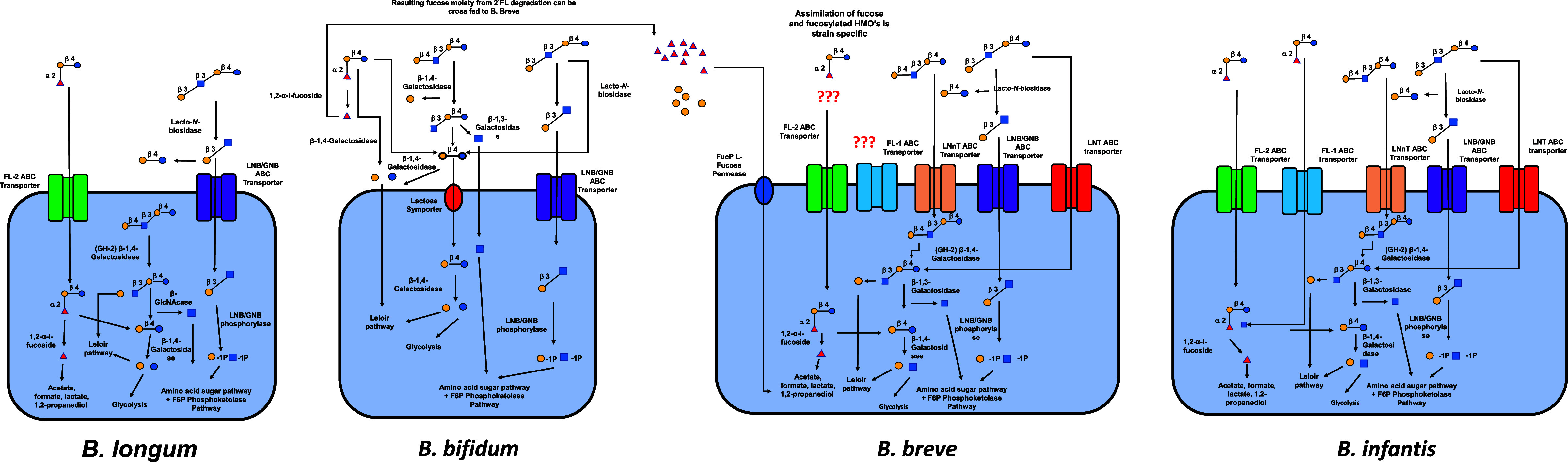 Determining the metabolic fate of human milk oligosaccharides: it may just be more complex than you think?