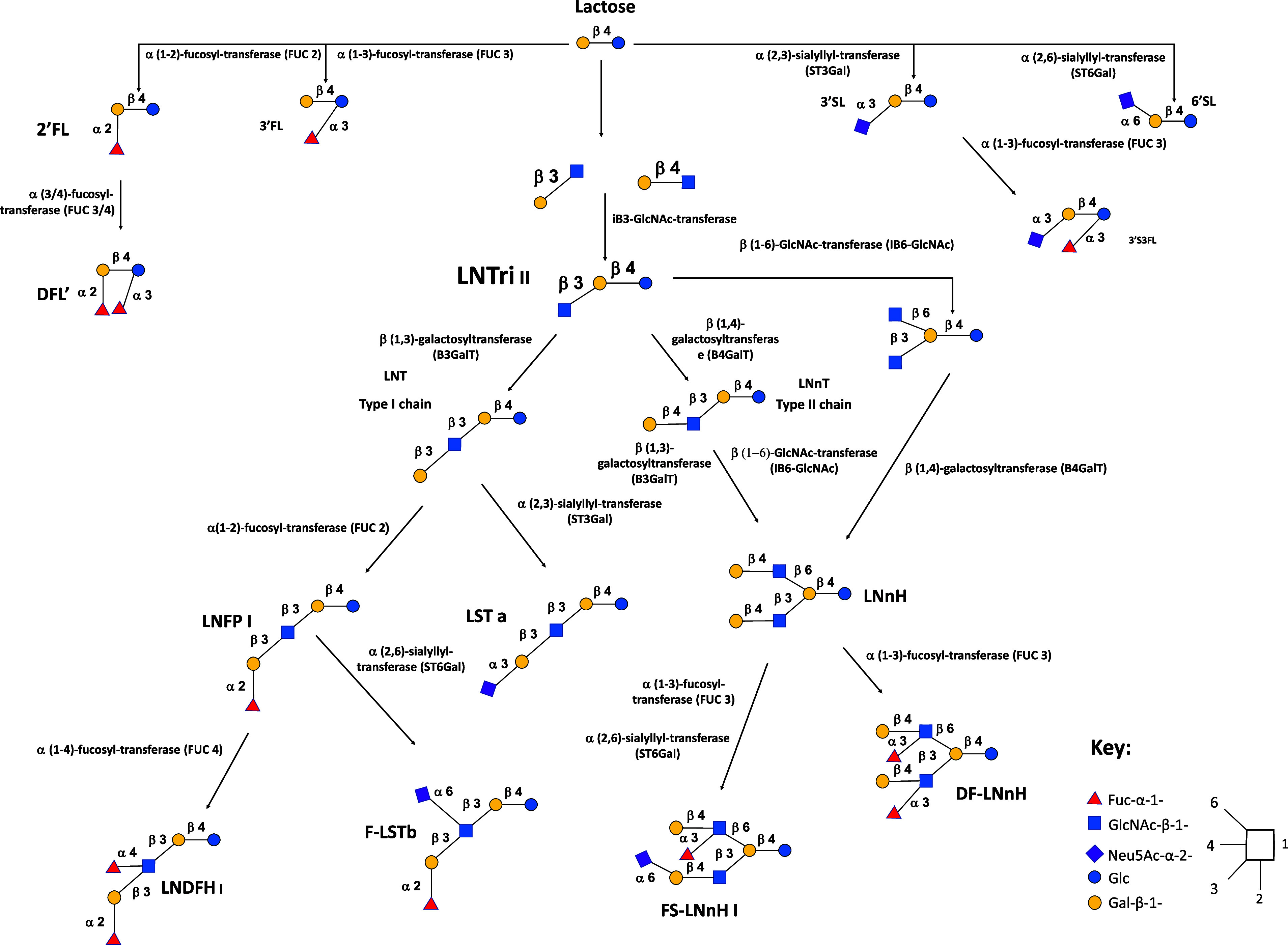 Determining the metabolic fate of human milk oligosaccharides: it may just be more complex than you think?