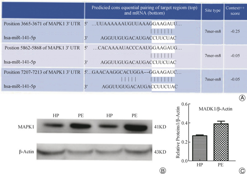 miRNA-141-5p Affects the Levels of Neutrophil Elastase in Preeclampsia by Regulating MAPK1.