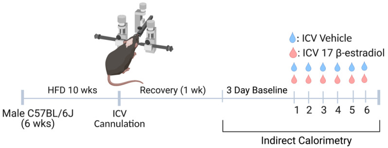 Central Feminization of Obese Male Mice Reduces Metabolic Syndrome.