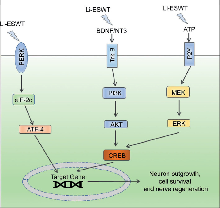 Molecular Mechanism of Action of Low-Intensity Extracorporeal Shockwave Therapy for Regenerating Penile and Peripheral Nerves.