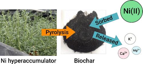 Nickel Hyperaccumulator Biochar Sorbs Ni(II) from Water and Wastewater to Create an Enhanced Bio-ore