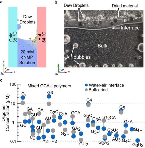 RNA Oligomerisation without Added Catalyst from 2′,3′-Cyclic Nucleotides by Drying at Air-Water Interfaces**