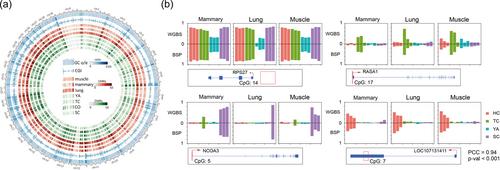 Genome-wide comparison of DNA methylation patterns between yak and three cattle strains and their potential association with mRNA transcription