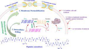 Peptaibols: Diversity, bioactivity, and biosynthesis