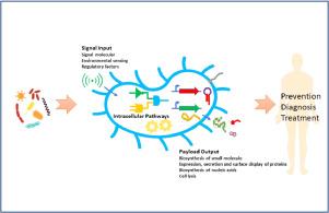 Engineered bacteria as drug delivery vehicles: Principles and prospects