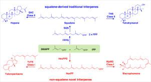 Discovery and analysis of a new class of triterpenes derived from hexaprenyl pyrophosphate