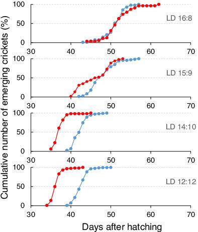 Photoperiodic control of protogyny in the lawn ground cricket, Polionemobius mikado (Orthoptera: Trigonidiidae)