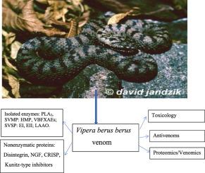 Biochemistry and toxicology of proteins and peptides puriﬁed from the venom of Vipera berus berus