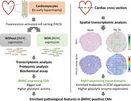 Multiomic analyses reveal enriched glycolytic processes in β-myosin heavy chain-expressed cardiomyocytes in early cardiac hypertrophy