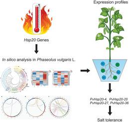 Small heat shock protein (Hsp20) gene family in Phaseolus vulgaris L.: Genome-wide identification, evolutionary and expression analysis