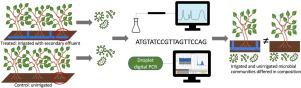 Wastewater reuse for tree irrigation: Influence on rhizosphere microbial communities