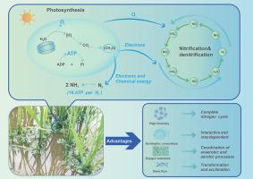 Periphytic biofilms-mediated microbial interactions and their impact on the nitrogen cycle in rice paddies