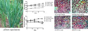 The Anti-obesity Effect of Allium cepa L. leaves on High Fat Diet Induced Obesity in Male Wistar Rats