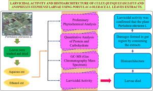 The Influence of Portulaca Oleracea L. Leaves Extracts on the Histoarchitecture of Culex Quinquefasciatus and Anopheles Stephensi Larvae