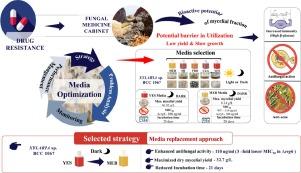 Media optimization of antimicrobial activity production and beta-glucan content of endophytic fungi Xylaria sp. BCC 1067